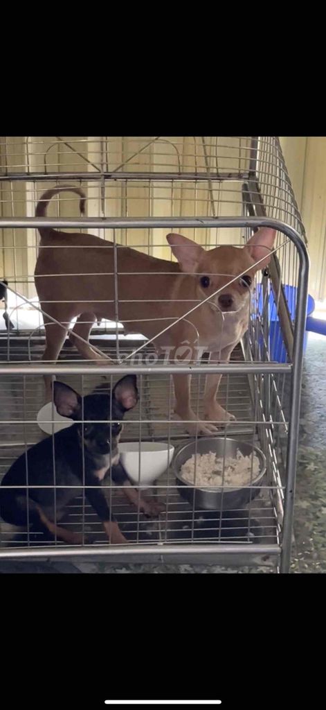 bán chihuahua bắc ninh. Mua bán Chó tại Thành phố Bắc Ninh Bắc Ninh được đăng bởi Phuong Anh hình 5