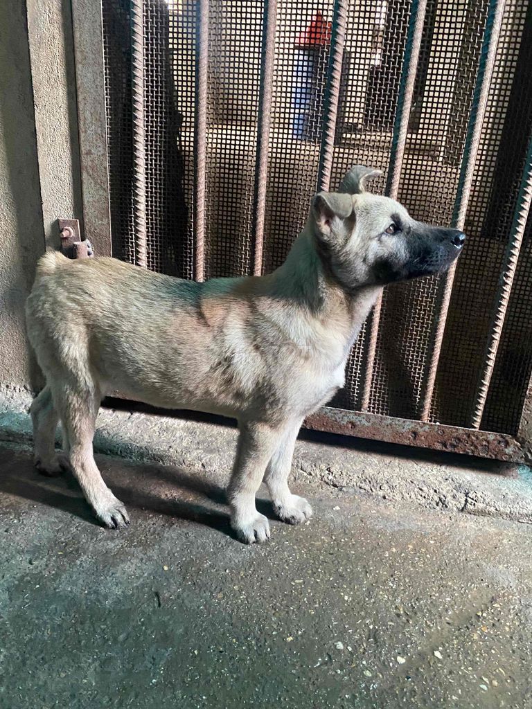 Chó Mông cộc đực cần tìm nhà mới. Mua bán Chó tại Huyện Đô Lương Nghệ An được đăng bởi Hoang Manh hình 1