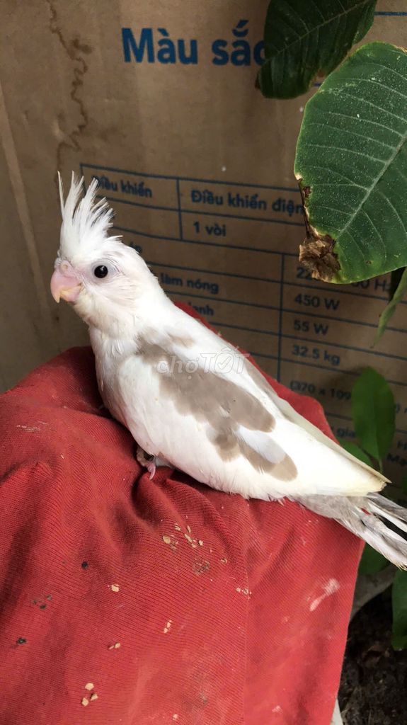 Vẹt mào Cockatiel đẹp