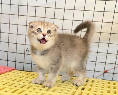 Mèo Anh lông ngắn tai cụp
