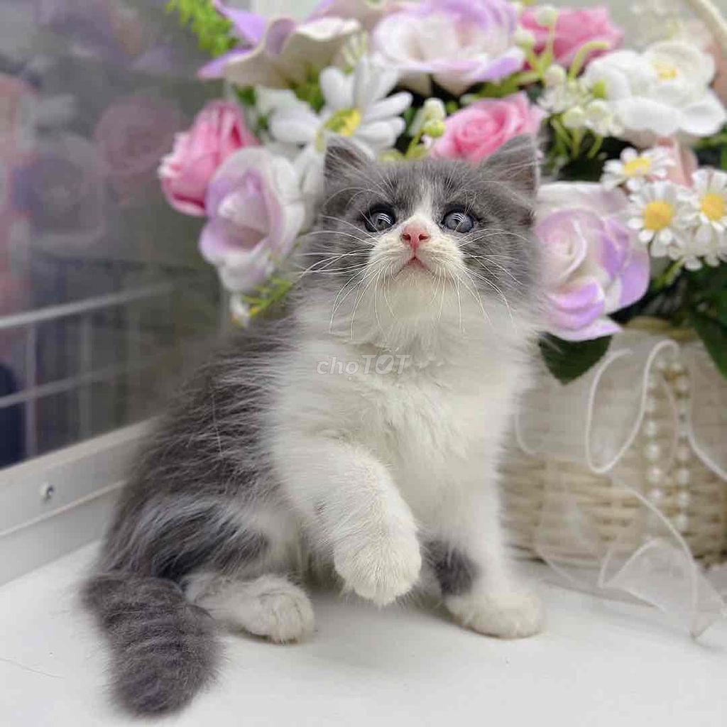 3 bé ald đã tiêm. Mua bán Mèo tại Huyện Hoài Đức Hà Nội được đăng bởi Mei Mei hình 1