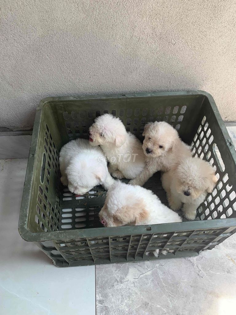 Chó Poodle Tiny Trắng. Mua bán Chó tại Huyện Trực Ninh Nam Định được đăng bởi Minhquy hình 1