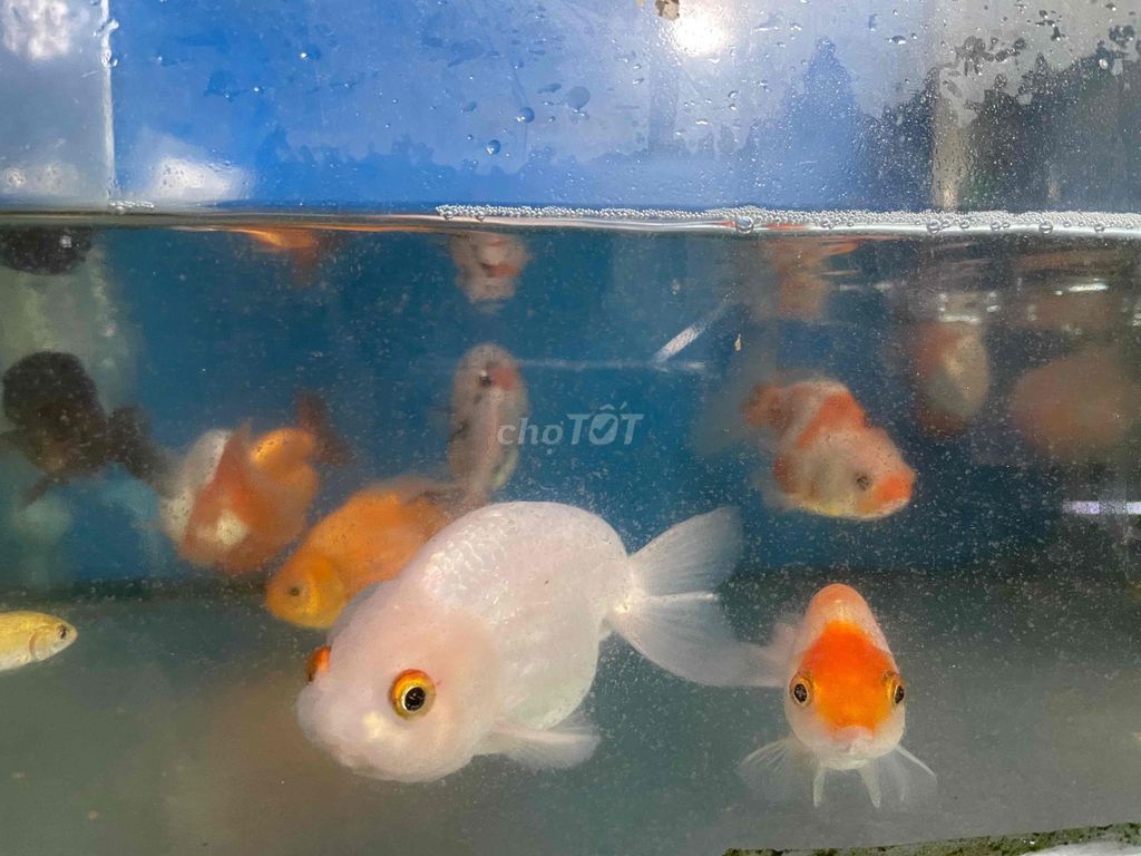 Cá Ranchu Và Ping Pong size 3 ngón 160k và 180k