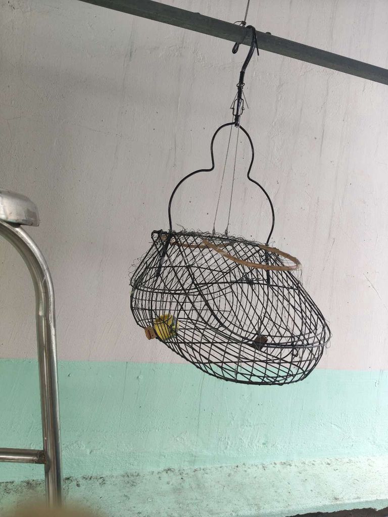 Lồng bẫy chim Kim loại Đen. Mua bán Phụ kiện, Thức ăn, Dịch vụ tại Quận 8 Tp Hồ Chí Minh được đăng bởi Tuanthanh Lam hình 1