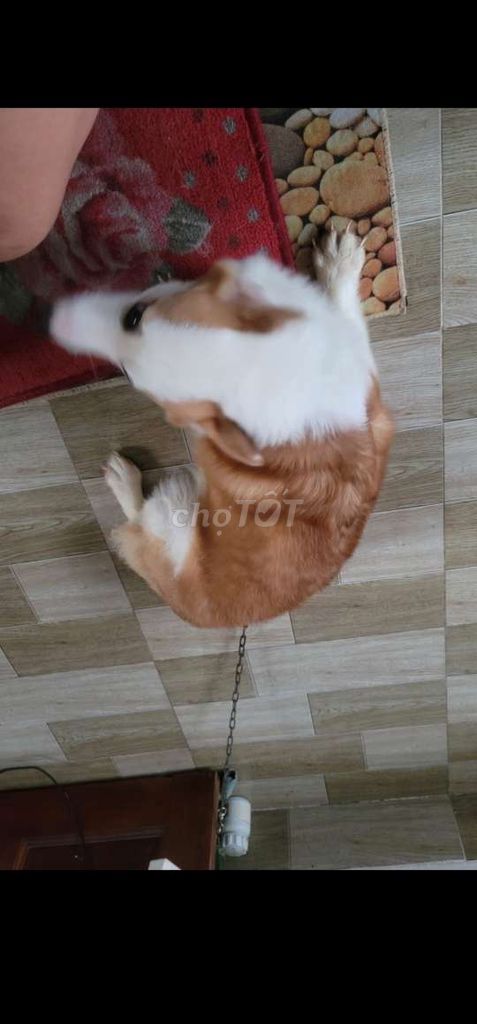 phối giống siêu phẩm corgi có giấy VKA chíp