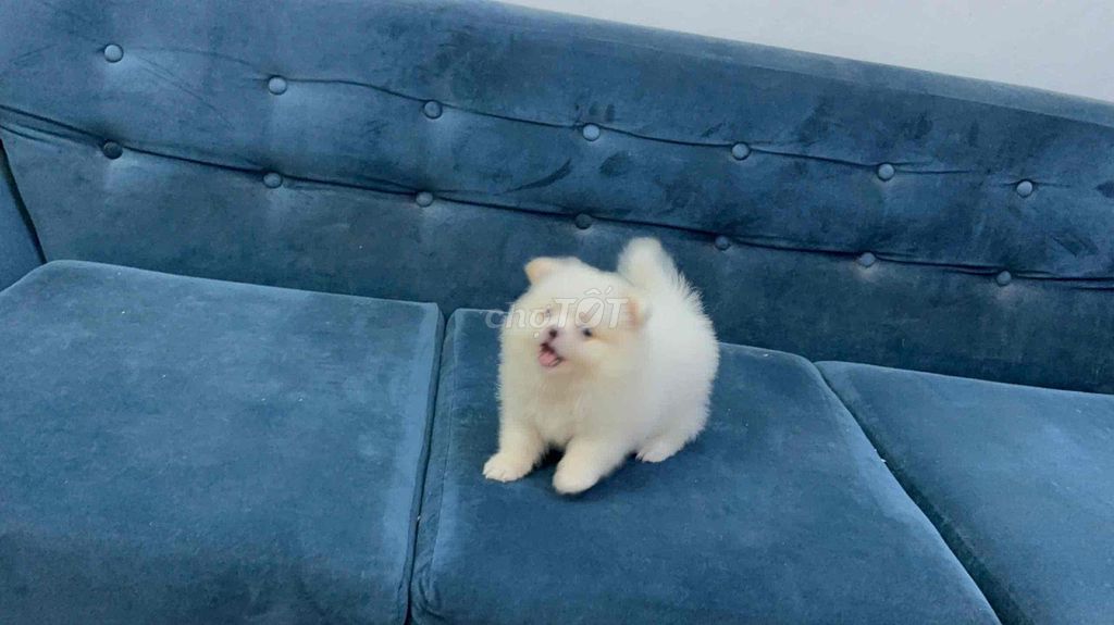 Chó Pom Thái mini đực trắng , party 2.5 tháng. Mua bán Chó tại Quận 6 Tp Hồ Chí Minh được đăng bởi Kids Pet hình 1
