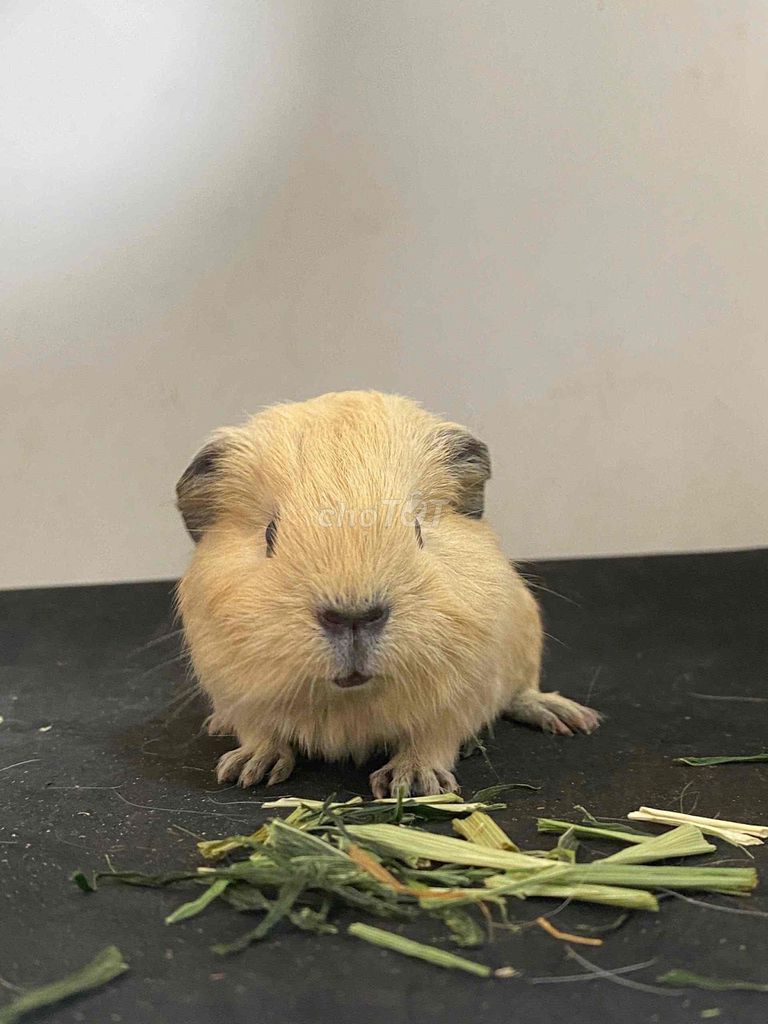 Bọ ú American, cali nhiều màu ở Hà Nội. Mua bán Thú cưng khác tại Quận Thanh Xuân Hà Nội được đăng bởi Cao Tường Vi  hình 1