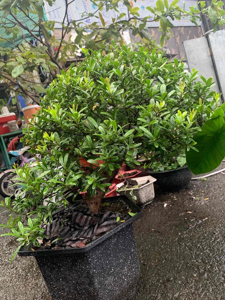 Cây cảnh Hải châu Bonsai. Mua bán Cây cảnh, đồ trang trí tại Quận Tân Bình Tp Hồ Chí Minh được đăng bởi tien hình 1