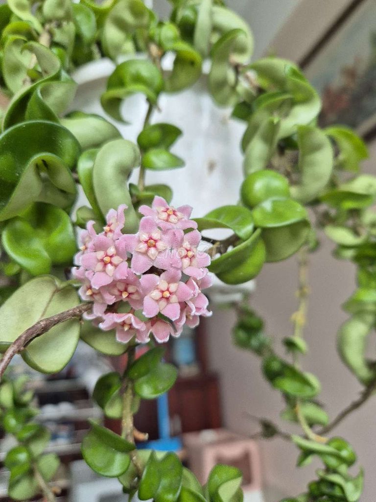 Hoya Compacta