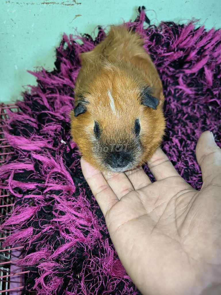 Bọ cali xoáy lộ lưng . Mua bán Thú cưng khác tại Quận 7 Tp Hồ Chí Minh được đăng bởi BỌ Ú SG Q7 hình 1