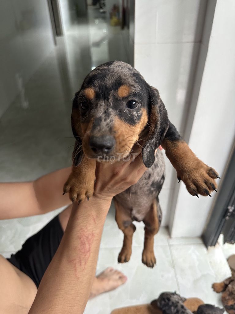 Chó Lạp xưởng 2.5 tháng. Mua bán Chó tại Huyện Long Thành Đồng Nai được đăng bởi Hằng hình 3