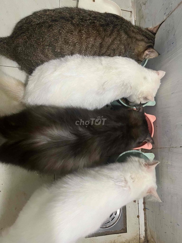 Mèo Lông dài Cái Xám. Mua bán Mèo tại Thành phố Thủ Đức Tp Hồ Chí Minh được đăng bởi Lê mỹ nhàn hình 1