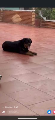 muốn nhượng lại. Mua bán Chó tại Huyện Đông Hưng Thái Bình được đăng bởi Hùng Đặng