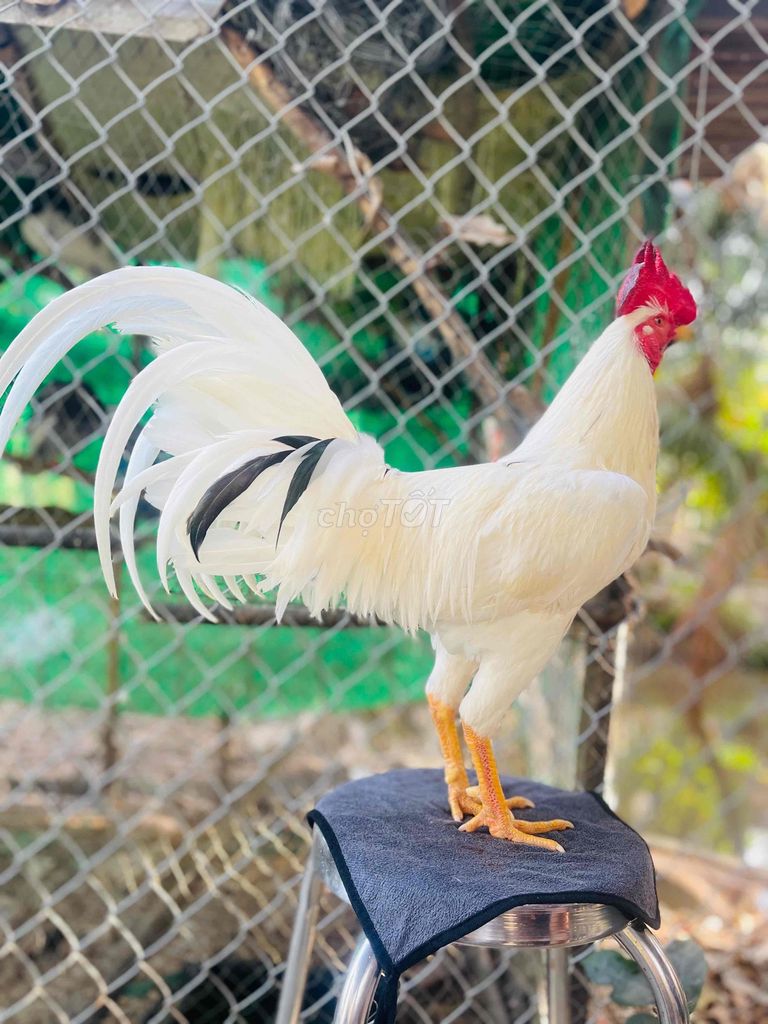 Gà Trắng 2.7kg Kiên Giang. Mua bán Gà tại Thành phố Thủ Đức Tp Hồ Chí Minh được đăng bởi lan vo hình 1