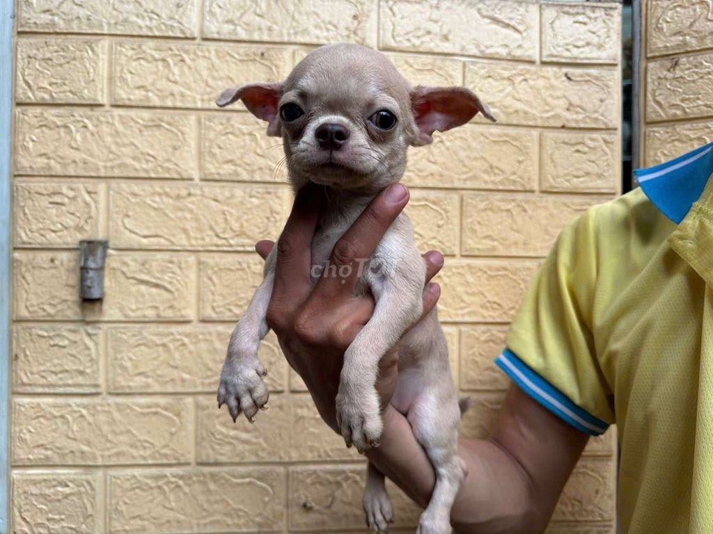 Chó Chihuahua đực 3 tháng tuổi. Mua bán Chó tại Quận Gò Vấp Tp Hồ Chí Minh được đăng bởi Phát Đạt  hình 1