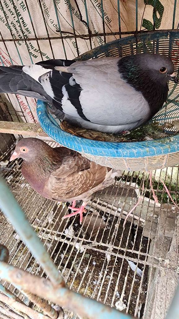 Chim bồ câu lai pháp. Mua bán Chim tại Huyện Phú Xuyên Hà Nội được đăng bởi thích đủ thứ hình 1