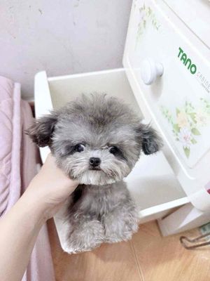 Chó Poodle Mirror Teacup Xám 850g Trưởng Thành
