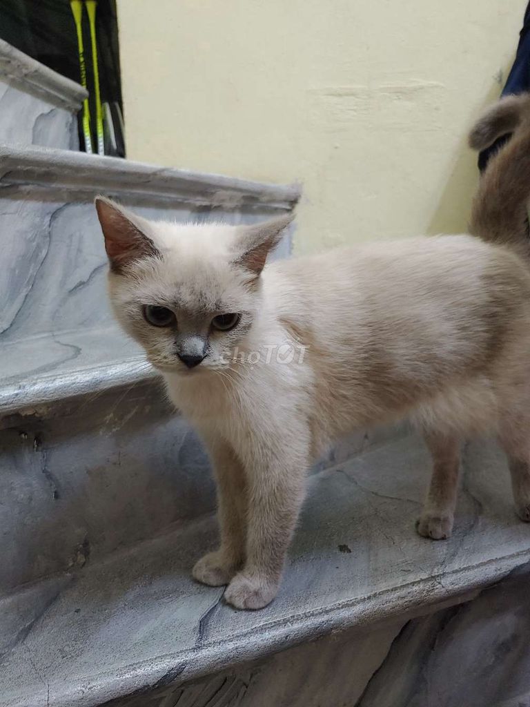 Mèo Xiêm Cái Trắng xám Thuần ngoan. Mua bán Mèo tại Huyện Hoài Đức Hà Nội được đăng bởi tony việt hình 1