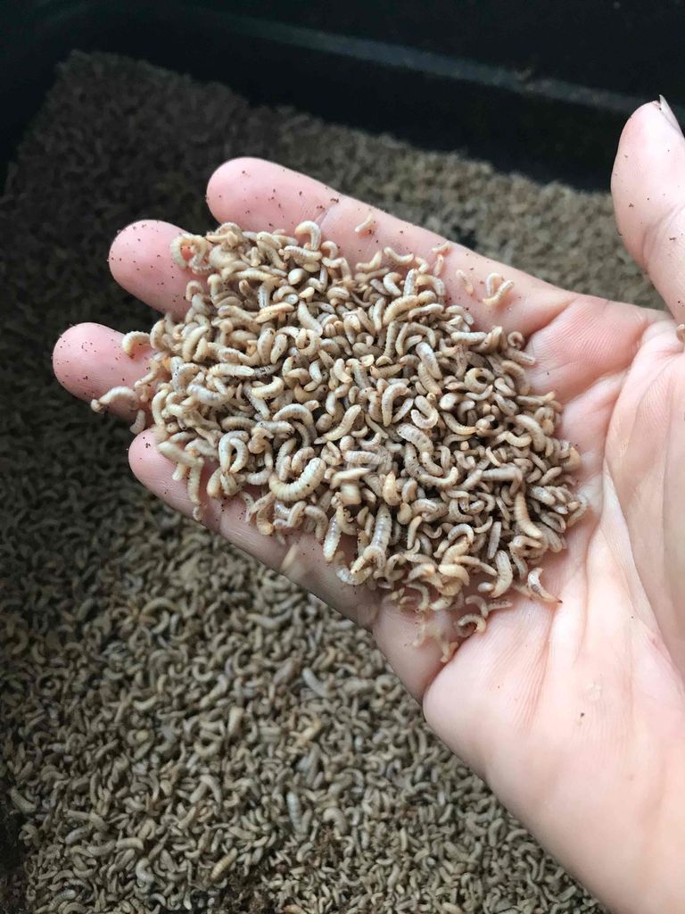 sâu canxi. Mua bán Phụ kiện, Thức ăn, Dịch vụ tại Thành phố Dĩ An Bình Dương được đăng bởi Ngọc Hân hình 1