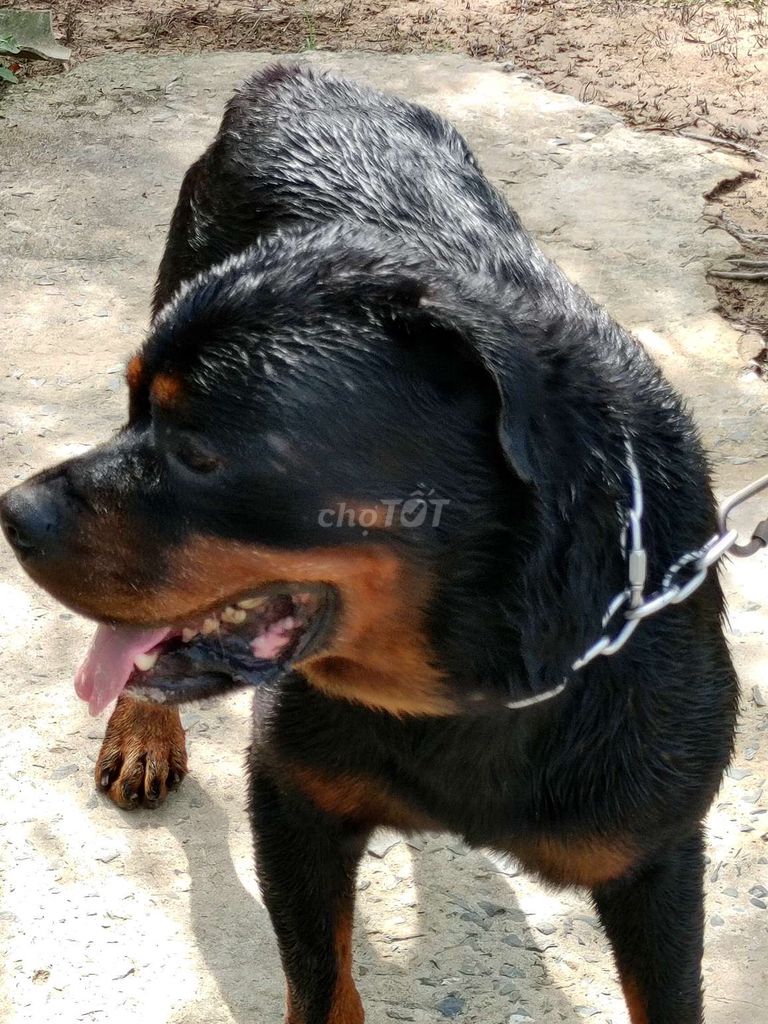 Giấy Vka Đầy Đủ. Mua bán Chó tại Quận 12 Tp Hồ Chí Minh được đăng bởi Nhân Rottweiler  hình 3