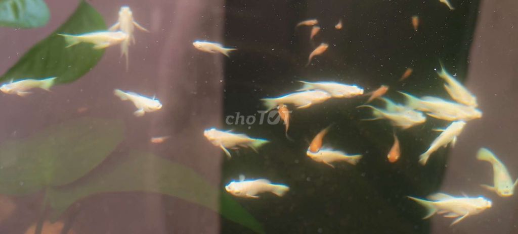 Cá cảnh Molly Trắng, . Mua bán Thú cưng khác tại Huyện Thường Tín Hà Nội được đăng bởi Nguyễn đạt hình 1