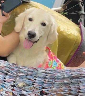 Chó Golden Retriever Bạch kim 7 tháng