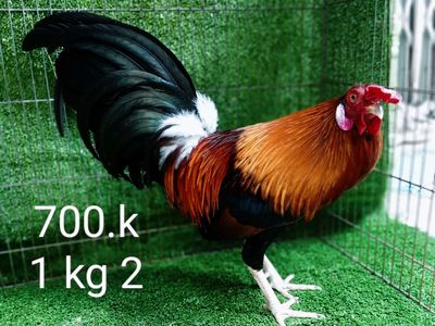 Gà zin nha ae lông mới tinh 1 kg 2. Mua bán Gà tại Quận Gò Vấp Tp Hồ Chí Minh được đăng bởi nam gà tre 