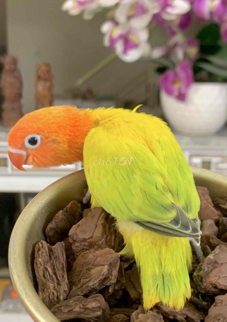 Vẹt mini Lovebird Cam Vàng Xanh lá. Mua bán Chim tại Quận Gò Vấp Tp Hồ Chí Minh được đăng bởi Huynh Anh hình 1