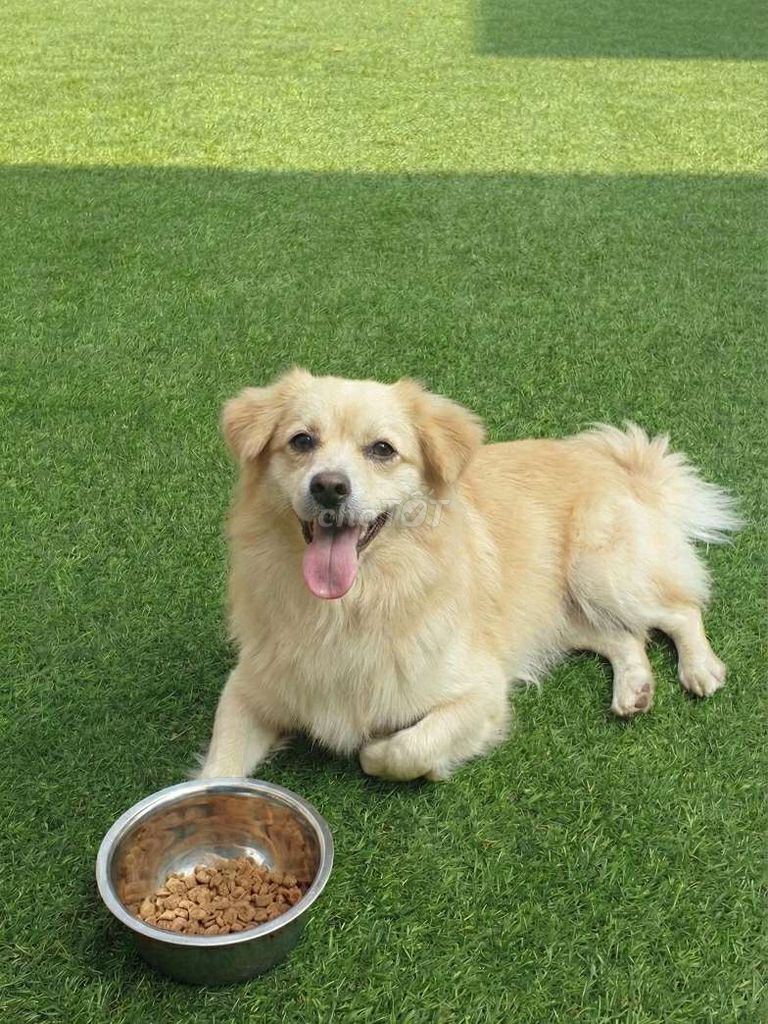 Thanh lý bé Golden cái hàng đẹp làm giống. Mua bán Chó tại Quận 12 Tp Hồ Chí Minh được đăng bởi Thi Thi hình 1