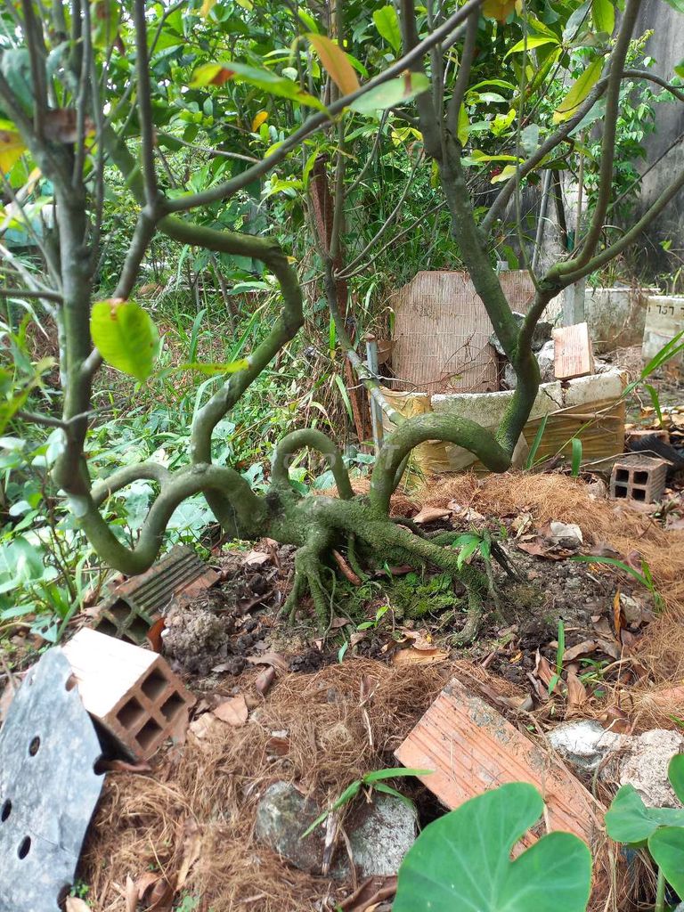 Mai vàng tạo hình thú trang trí Tết khỏe mạnh. Mua bán Cây cảnh, đồ trang trí tại Quận Bình Thuỷ Cần Thơ được đăng bởi bước hình 1