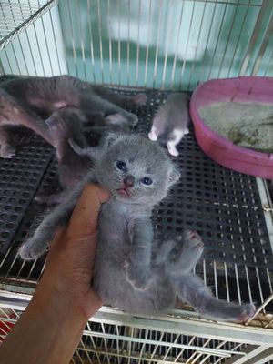 MÈO ANH LÔNG NGẮN THUẦN CHỦNG BABY. Mua bán Mèo tại Huyện Củ Chi Tp Hồ Chí Minh được đăng bởi mi pets