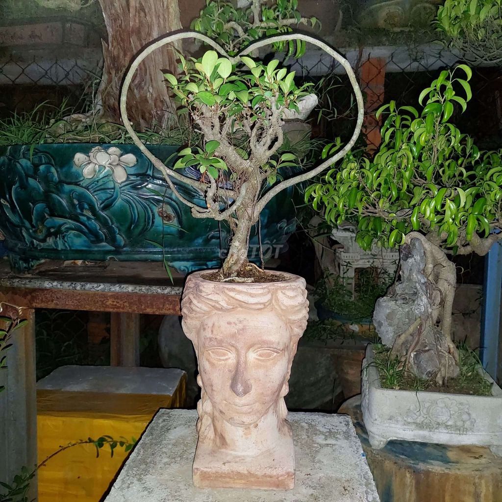 Cây si tai chuột hình trái tim gốm 34cm. Mua bán Cây cảnh, đồ trang trí tại Quận Hải Châu Đà Nẵng được đăng bởi Trần Xuân Dương hình 1