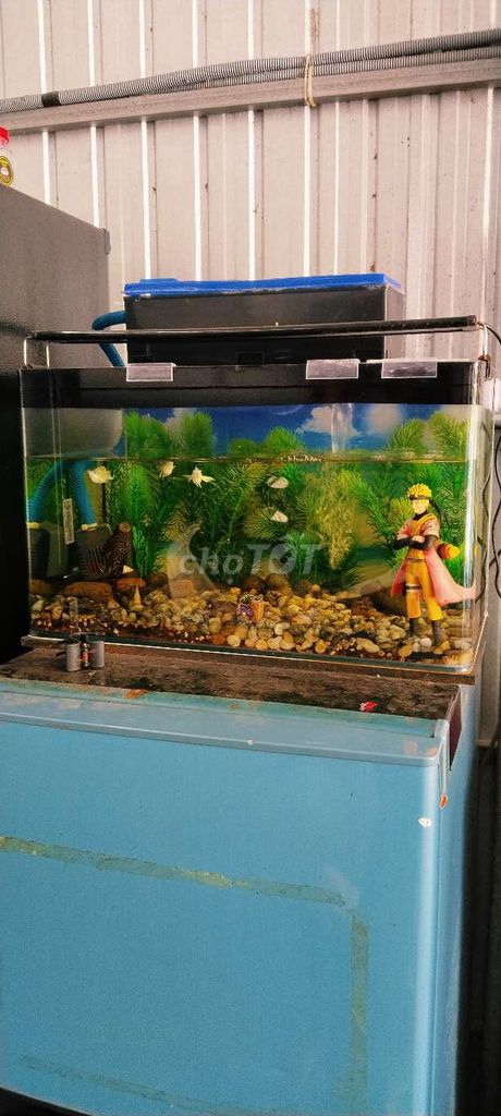 Hồ cá Kính 50cm Đầy đủ phụ kiện . Mua bán Phụ kiện, Thức ăn, Dịch vụ tại Huyện Châu Phú An Giang được đăng bởi minh sang hình 1