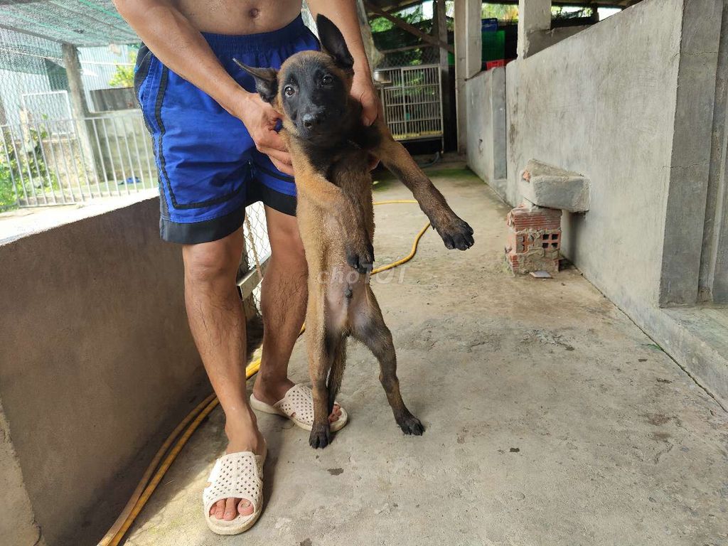 Chó Becgie Bỉ (Malinois Thuần chủng)