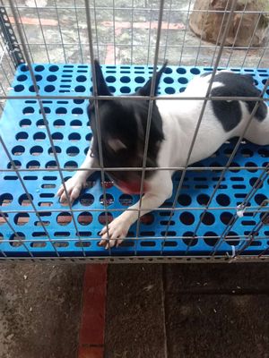 Bull pháp cái tơ thuần chủng. Mua bán Chó tại Huyện Bàu Bàng Bình Dương được đăng bởi Per Ala 