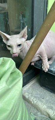 Bé gái sphynx mắt hai màu chân lùn