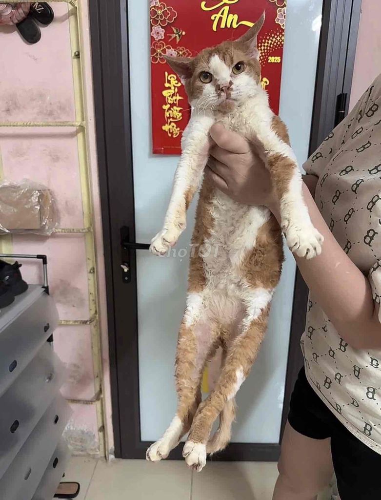 bé mèo lông xoăn cực thông minh. Mua bán Mèo tại Quận Ba Đình Hà Nội được đăng bởi Nguyễn Hoàng hình 2