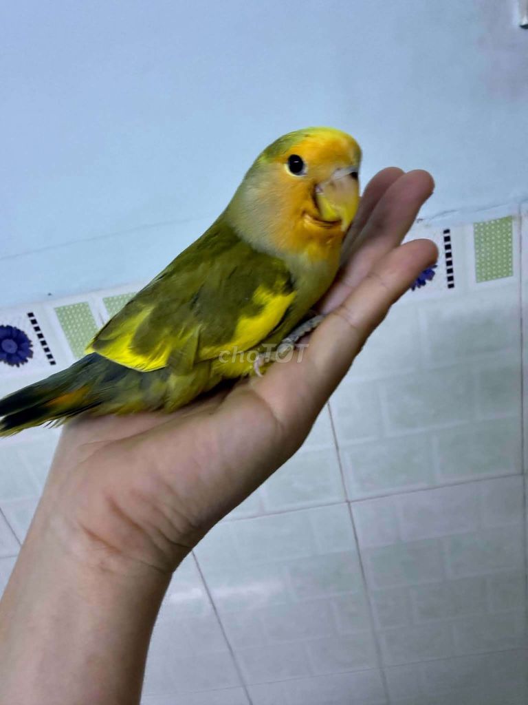 Vẹt Lovebird Pieu 2 tháng Thuần cầm thả. Mua bán Chim tại Quận Bình Thạnh Tp Hồ Chí Minh được đăng bởi luan Nguyen  hình 1