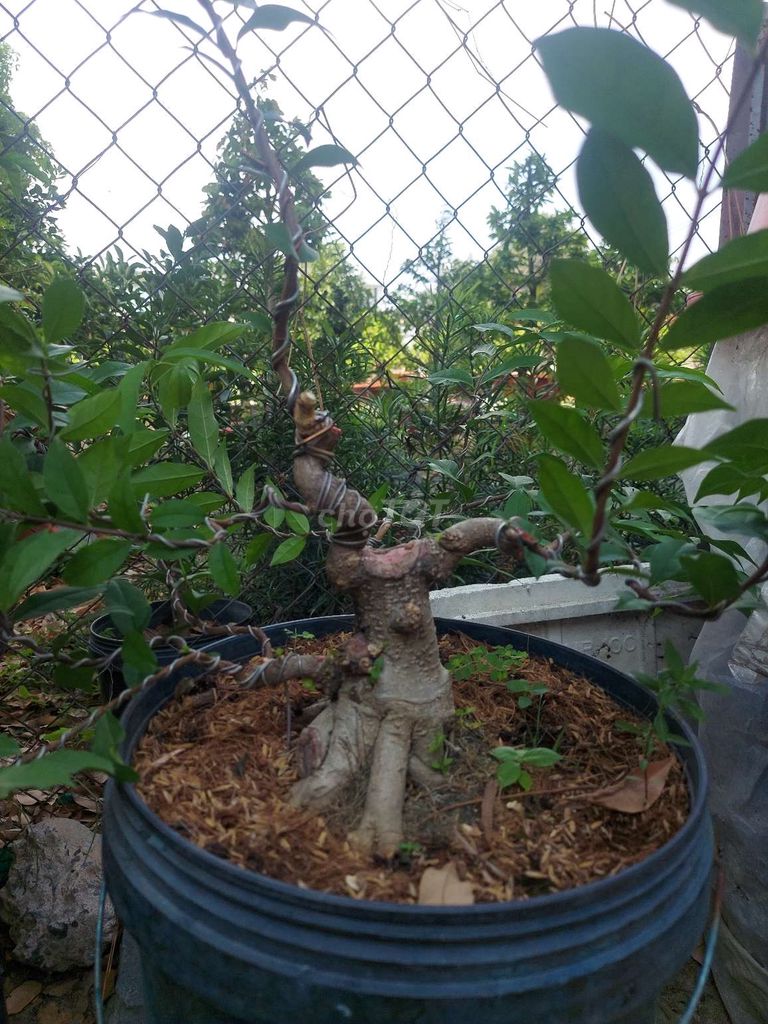 Cây cảnh mini.cây bonsai.mai vang.ae gé ủng hộ