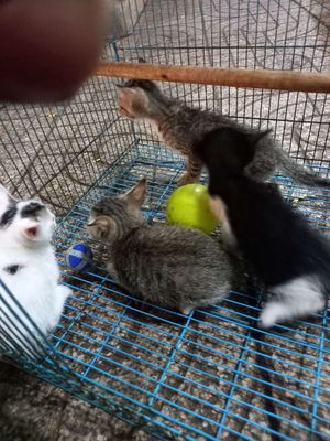 Mèo con Đen trắng Vằn cả hai
