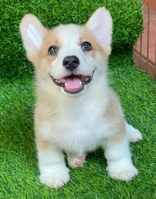 Chó Corgi Đực Cái Trắng Nâu đã tiêm