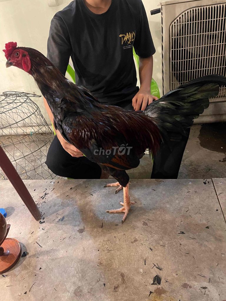Gà chọi Điều 2.2kg-2.3kg chân trắng. Mua bán Gà tại Thành phố Dĩ An Bình Dương được đăng bởi Võ Lay Hải hình 1