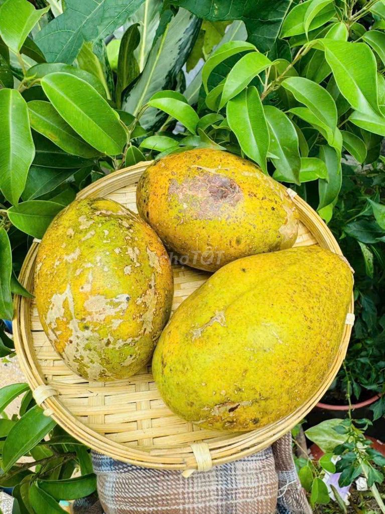 Cóc cầy chín ngọt size 4,5 trái/kg