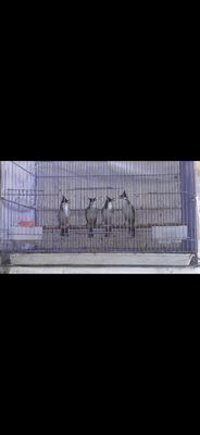 Chim trống. Mua bán Chim tại Quận Sơn Trà Đà Nẵng được đăng bởi chau
