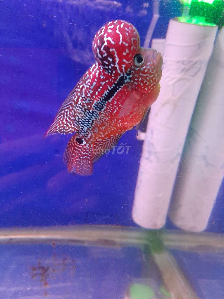 Kamfa 2 tong đỏ cam