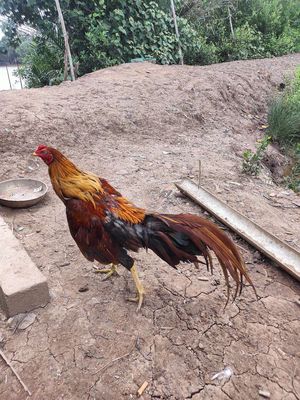 Khét tơ 2kg còn lên nhiều. Mua bán Gà tại Thị xã Duyên Hải Trà Vinh được đăng bởi gà rừng