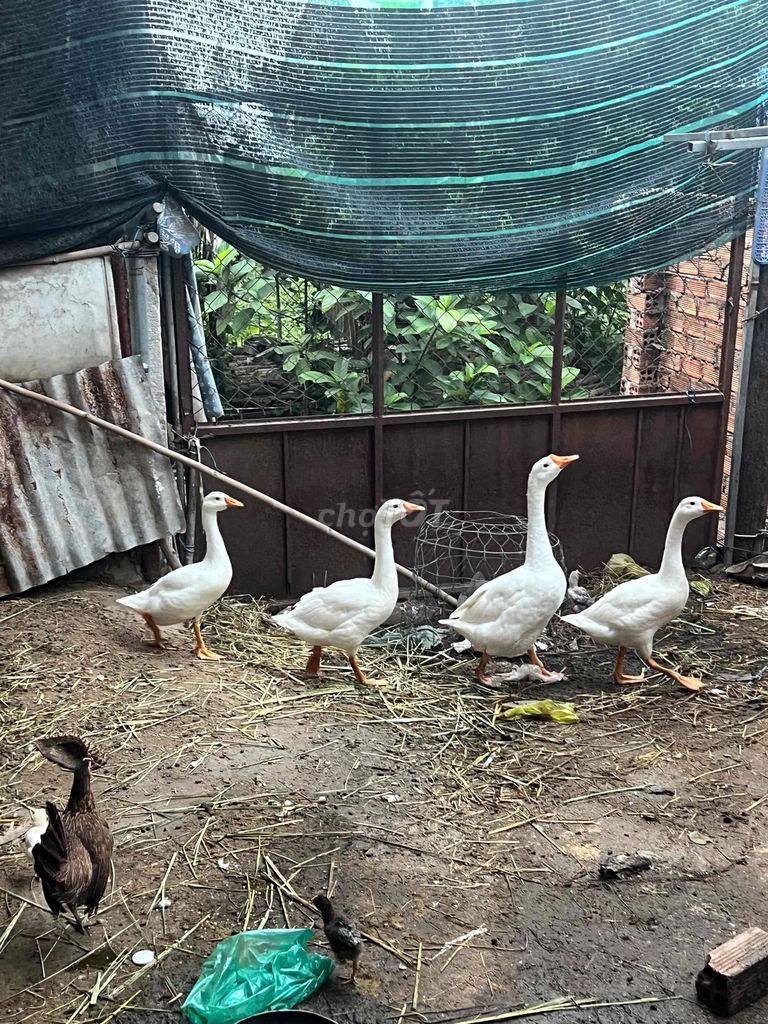 Ngỗng Trắng 3 con. Mua bán Thú cưng khác tại Huyện Vĩnh Cửu Đồng Nai được đăng bởi trai vinh cuu hình 1