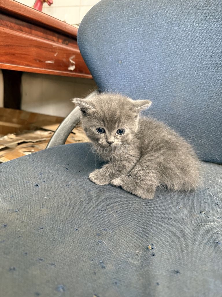 Mèo Lông ngắn cái Xám xanh. Mua bán Mèo tại Quận Bình Tân Tp Hồ Chí Minh được đăng bởi Quốc An Kiều hình 1