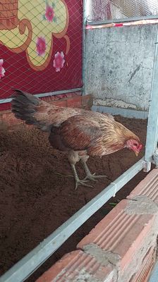 mái xám 2k2 mới xong lứa so trạng đẻ 2k5 ko lỗi. Mua bán Gà tại Thành phố Thủ Đức Tp Hồ Chí Minh được đăng bởi Chiến kê