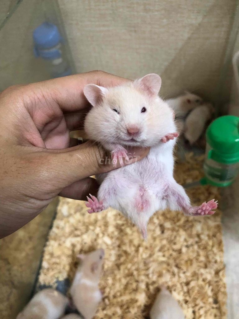 Chuột Hamster bear thường lông sát. Mua bán Thú cưng khác tại Quận Bình Tân Tp Hồ Chí Minh được đăng bởi Ở trọ bày đặt bán chụtt hình 1